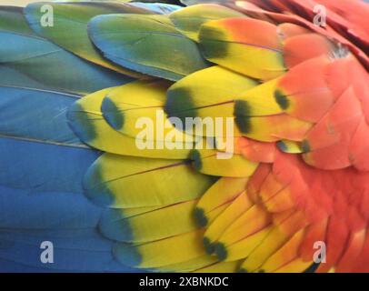 Fotografia macro di multi-piume colorate di Scarlet Macaw (parrot) Foto Stock