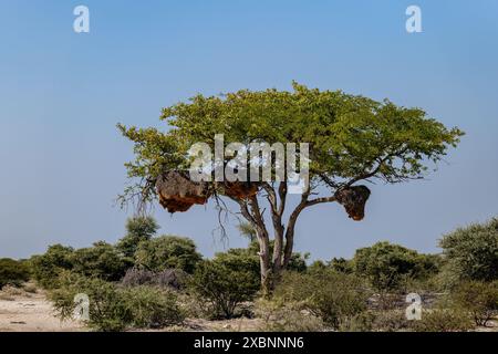 Tessitore di nidi di uccelli appesi da rami di un albero di acacia, Namibia Foto Stock