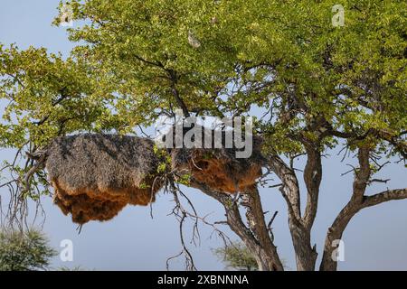 Tessitore di nidi di uccelli appesi da rami di un albero di acacia, Namibia Foto Stock