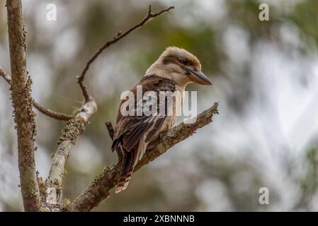 Kookaburra arroccato su un albero Foto Stock