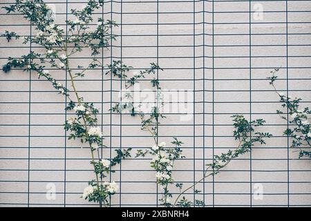 Il bianco riccio banksia sta fiorendo. La rosa è un arbusto, non ha spine ed è facile da curare. Da aprile a maggio, fiori di spugna bianca fioriscono sul muro della casa. Foto di alta qualità Foto Stock