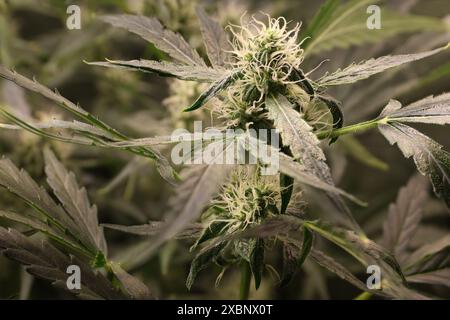 Pianta di cannabis viva in piena fioritura sotto le luci della crescita interna Foto Stock