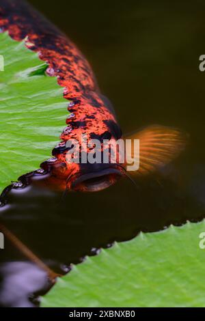 Un koi sbircia dal suo nascondiglio sotto un tappetino. Foto Stock