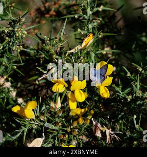 Pisello blu, Lampides boeticus, farfalla su fiore di gorse giallo Foto Stock