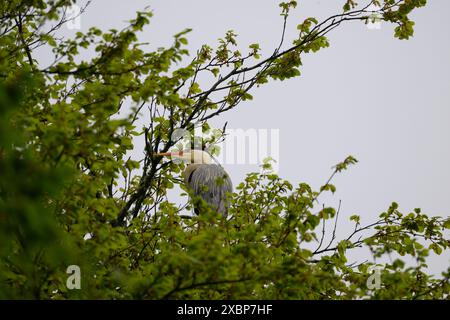 Heron Grey (Ardea cinera), seduto su un albero vicino a un'eronia, Lews Castle Grounds, Stornoway, Lewis, Western Isles, Scozia Foto Stock