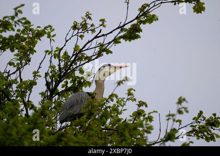 Heron Grey (Ardea cinera), seduto su un albero vicino a un'eronia, Lews Castle Grounds, Stornoway, Lewis, Western Isles, Scozia Foto Stock