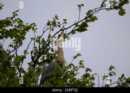 Heron Grey (Ardea cinera), seduto su un albero vicino a un'eronia, Lews Castle Grounds, Stornoway, Lewis, Western Isles, Scozia Foto Stock