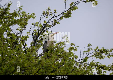 Heron Grey (Ardea cinera), seduto su un albero vicino a un'eronia, Lews Castle Grounds, Stornoway, Lewis, Western Isles, Scozia Foto Stock