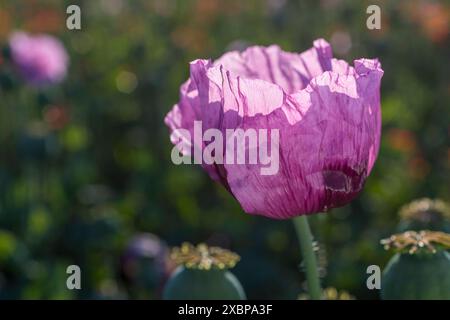 Blüte vom Blaumohn Papaver somniferum auf einem Feld bei Callenberg, Sachsen, Deutschland *** Fiore del papavero blu somniferum in un campo Foto Stock