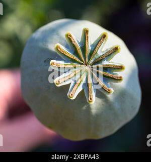 Mohnkapsel vom Blaumohn Papaver somniferum auf einem Feld bei Callenberg, Sachsen, Deutschland *** capsula papavero del papavero blu somniferum Foto Stock