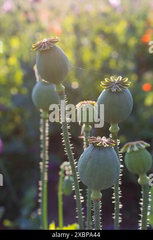 Mohnkapseln vom Blaumohn Papaver somniferum auf einem Feld bei Callenberg, Sachsen, Deutschland *** capsule papavero del papavero blu somniferu Foto Stock