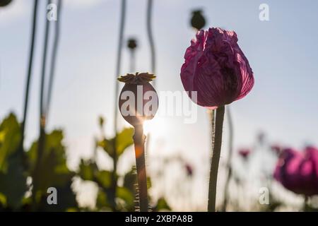 Mohnkapsel und sich öffnene Blüte vom Blaumohn Papaver somniferum im morgendlichen Gegenlicht auf einem Feld bei Callenberg, Sachsen, Deutschland *** Foto Stock