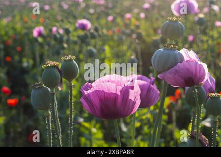 Mohnkapseln und Blüten vom Blaumohn Papaver somniferum im Morgenlicht, auf einem Feld bei Callenberg, Sachsen, Deutschland *** capsule di papavero e flusso Foto Stock