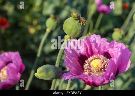 Detailaufnahme einer einzelnen Blüte vom Blaumohn Papaver somniferum auf einem Feld bei Callenberg, Sachsen, Deutschland *** primo piano di un singolo flusso Foto Stock