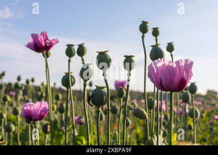 Mohnkapseln und Blüten vom Blaumohn Papaver somniferum auf einem Feld bei Callenberg, Sachsen, Deutschland *** capsule di papavero e fiori del blu Foto Stock