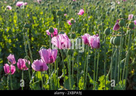 Blaumohn Papaver somniferum auf einem Feld bei Callenberg, Sachsen, Deutschland *** Papaver papavero blu somniferum in un campo vicino a Callenberg, Sassonia, Foto Stock