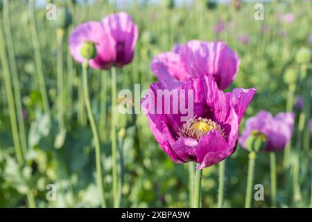 Blaumohn Papaver somniferum auf einem Feld bei Callenberg, Sachsen, Deutschland *** Papaver papavero blu somniferum in un campo vicino a Callenberg, Sassonia, Foto Stock