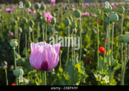 Blaumohn Papaver somniferum auf einem Feld bei Callenberg, Sachsen, Deutschland *** Papaver papavero blu somniferum in un campo vicino a Callenberg, Sassonia, Foto Stock