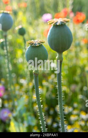 Mohnkapseln vom Blaumohn Papaver somniferum auf einem Feld bei Callenberg, Sachsen, Deutschland *** capsule papavero del papavero blu somniferu Foto Stock