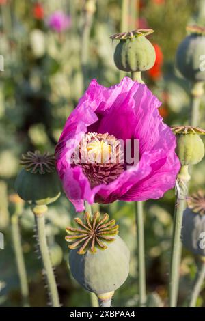 Blaumohn Papaver somniferum auf einem Feld bei Callenberg, Sachsen, Deutschland *** Papaver papavero blu somniferum in un campo vicino a Callenberg, Sassonia, Foto Stock