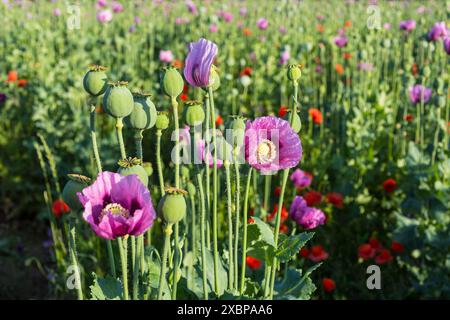 Mohnkapseln und Blüten vom Blaumohn Papaver somniferum auf einem Feld bei Callenberg, Sachsen, Deutschland *** capsule di papavero e fiori del blu Foto Stock