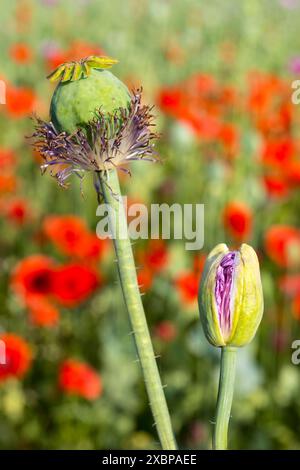 Blütenknospe und frische Mohnkapsel noch mit Staubblättern vom Blaumohn Papaver somniferum, im Hintergrund die roten blühenden Blüten vom Klatschmohn Foto Stock