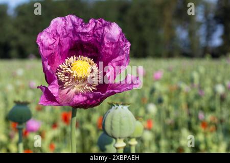 Blaumohn Papaver somniferum auf einem Feld bei Callenberg, Sachsen, Deutschland *** Papaver papavero blu somniferum in un campo vicino a Callenberg, Sassonia, Foto Stock