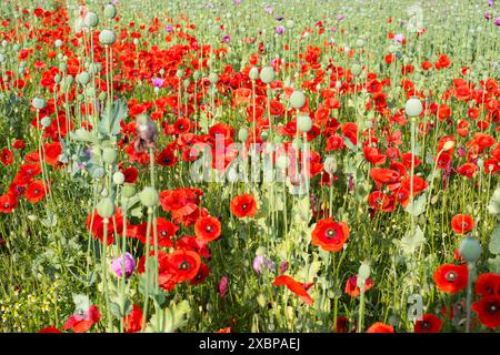 Klatschmohn Papaver rhoeas zwischen Blaumohn Papaver somniferum auf einem Feld bei Callenberg, Sachsen, Deutschland *** Papaver roeas betw Foto Stock