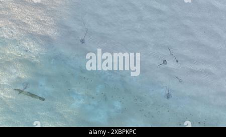 Ripresa aerea ravvicinata di razze sul fondo del mare Foto Stock