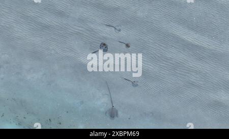 Ripresa aerea ravvicinata di razze sul fondo del mare Foto Stock