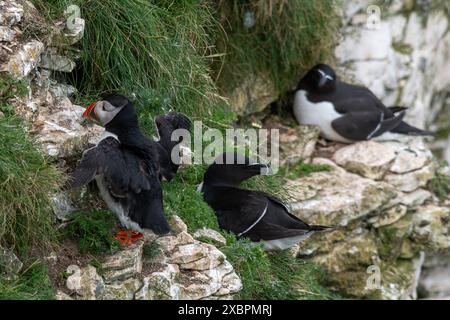 Una puffin (Fratercula arctica) e due razorbills (Alca torda) su una sporgenza presso RSPB Bempton Cliffs Nature Reserve, East Yorkshire, Inghilterra, Regno Unito Foto Stock