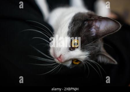 Una donna ha un gattino tra le braccia. Il gattino è grigio e bianco. La donna indossa una felpa con cappuccio nera. Foto Stock