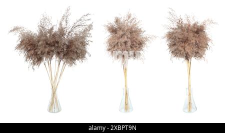 Set di Pampas Grass decorativo a secco in vaso di vetro, isolato su sfondo trasparente Foto Stock