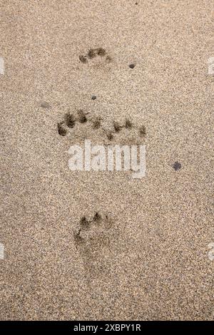 Impronte di Otter su una spiaggia sabbiosa, Isole Orcadi, Scozia Foto Stock