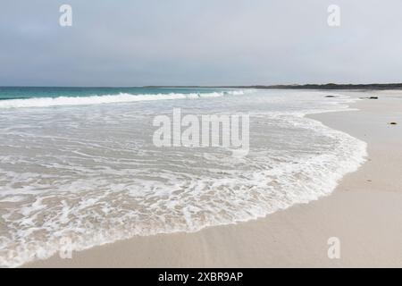 Spiaggia a Whitemill Bay, Sanday, Isole Orcadi, Scozia Foto Stock