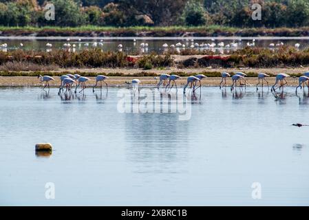 Gli stormi di fenicotteri si nutrono in una palude salata nel parco nazionale di Doñana in Spagna Foto Stock