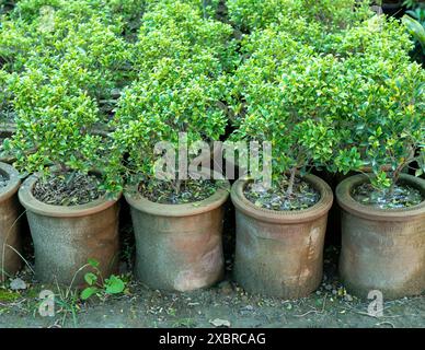 Primo piano di bosso sempreverde in piccoli vasi. Foto Stock