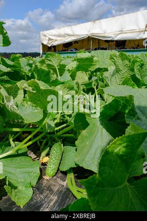 12 giugno 2024, Brandeburgo, Lübben: Un cosiddetto piano cetriolo, sul quale giacciono gli aiutanti dell'anatra e raccolgono cetrioli sottaceto, è in uso in un campo a Spreewaldhof Niewitz. Lo stesso giorno, la raccolta del famoso cetriolo di Spreewald iniziò ufficialmente nella regione di Spreewald. Nonostante le grandi sfide di quest'anno, i coltivatori iniziano il raccolto in tempo. Con 512 ettari coltivati, le dimensioni della superficie rimangono le stesse degli anni precedenti, secondo lo Spreewaldverein e.V. nella Spreewald, vi sono in totale 8 coltivatori e 7 impianti di trasformazione per la produzione Foto Stock