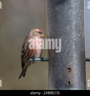 Redpol on Niger Seed feeder, Dumfries & Galloway, Scozia Foto Stock