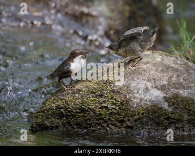 Il dipper è stato alimentato dal suo genitore, Skyrburn, Dumfries & Galloway, Scozia Foto Stock