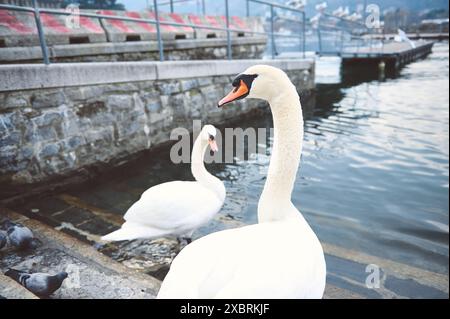 Due graziosi cigni si trovano accanto a un molo di pietra su un lago calmo, catturato in una giornata serena. Piccioni e gabbiani sono anche visti sullo sfondo. Foto Stock