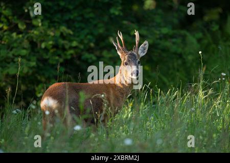 Roe Deer buck, nel prato di fiori selvatici, Dumfries e Galloway, Scozia Foto Stock