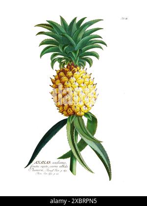 Colorata illustrazione botanica vintage di ananas gialle (ananas) di Christoph Jakob Trew, anni '1700 Foto Stock