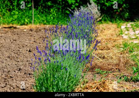 Cespugli di lavanda blu sui letti Foto Stock