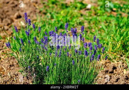 Cespugli di lavanda blu sui letti Foto Stock