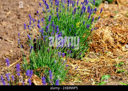 Cespugli di lavanda blu sui letti Foto Stock