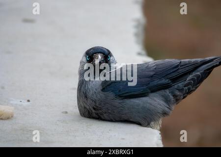 jackdaw riposa su un muro Foto Stock