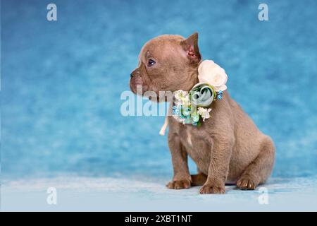 Simpatico cucciolo Bulldog francese Lilac Brindle di quattro settimane con colletto floreale Foto Stock