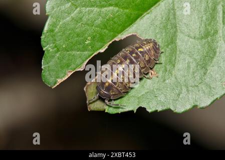 Pillbug Sowbug Woodlouse slater su isopode foglie controllo della natura. Foto Stock