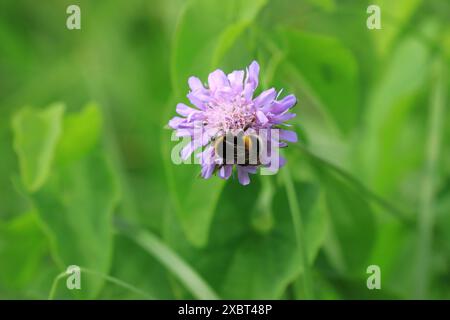 Impollinazione delle api sui fiori Foto Stock